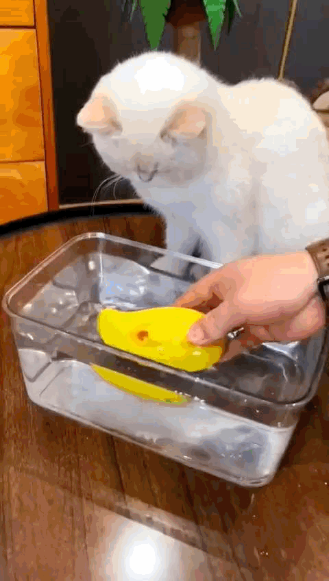 Cepillo de Mascota a Vapor 3 EN 1 + 1 Rodillo Quita Pelusa Gratis